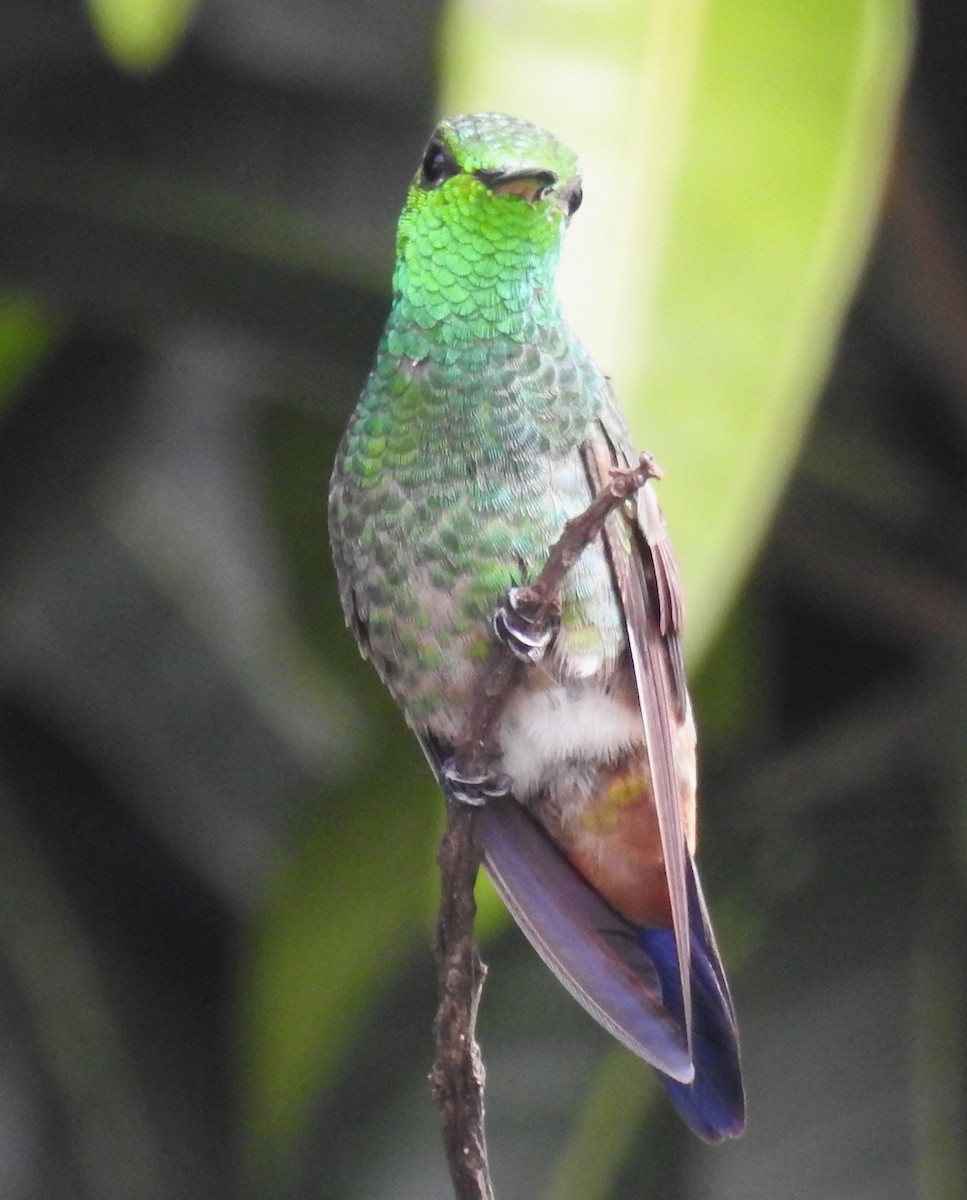 Copper-rumped Hummingbird - ML646410265