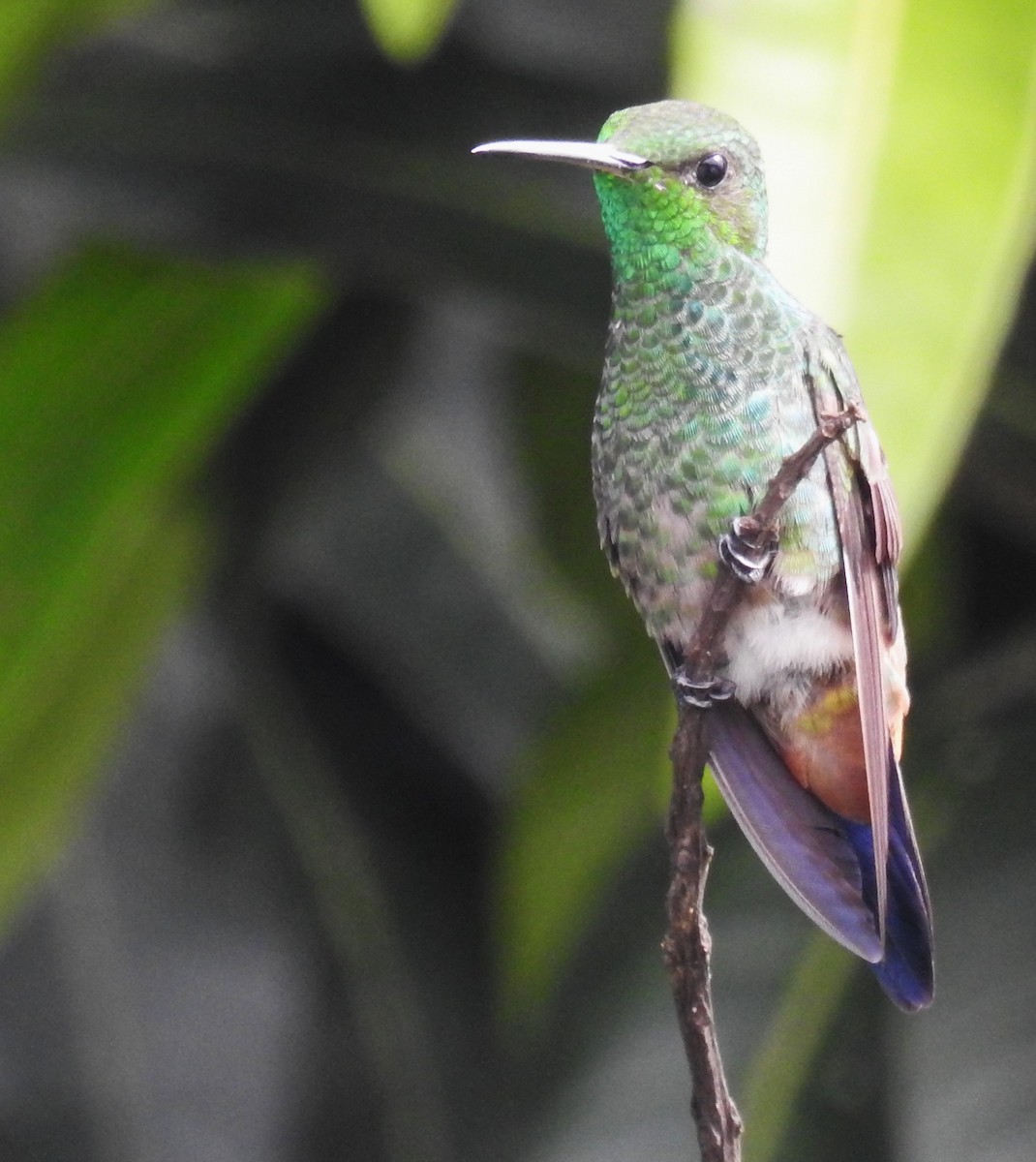 Copper-rumped Hummingbird - ML646410266