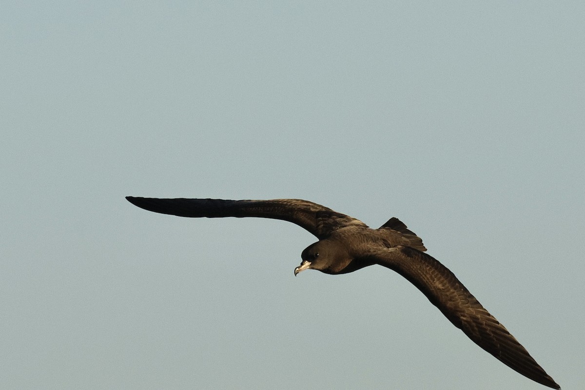 Flesh-footed Shearwater - ML646410267