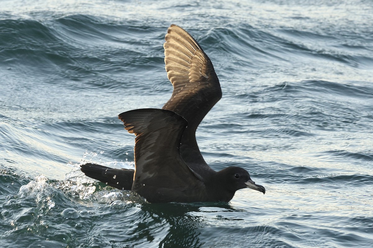 Flesh-footed Shearwater - ML646410268