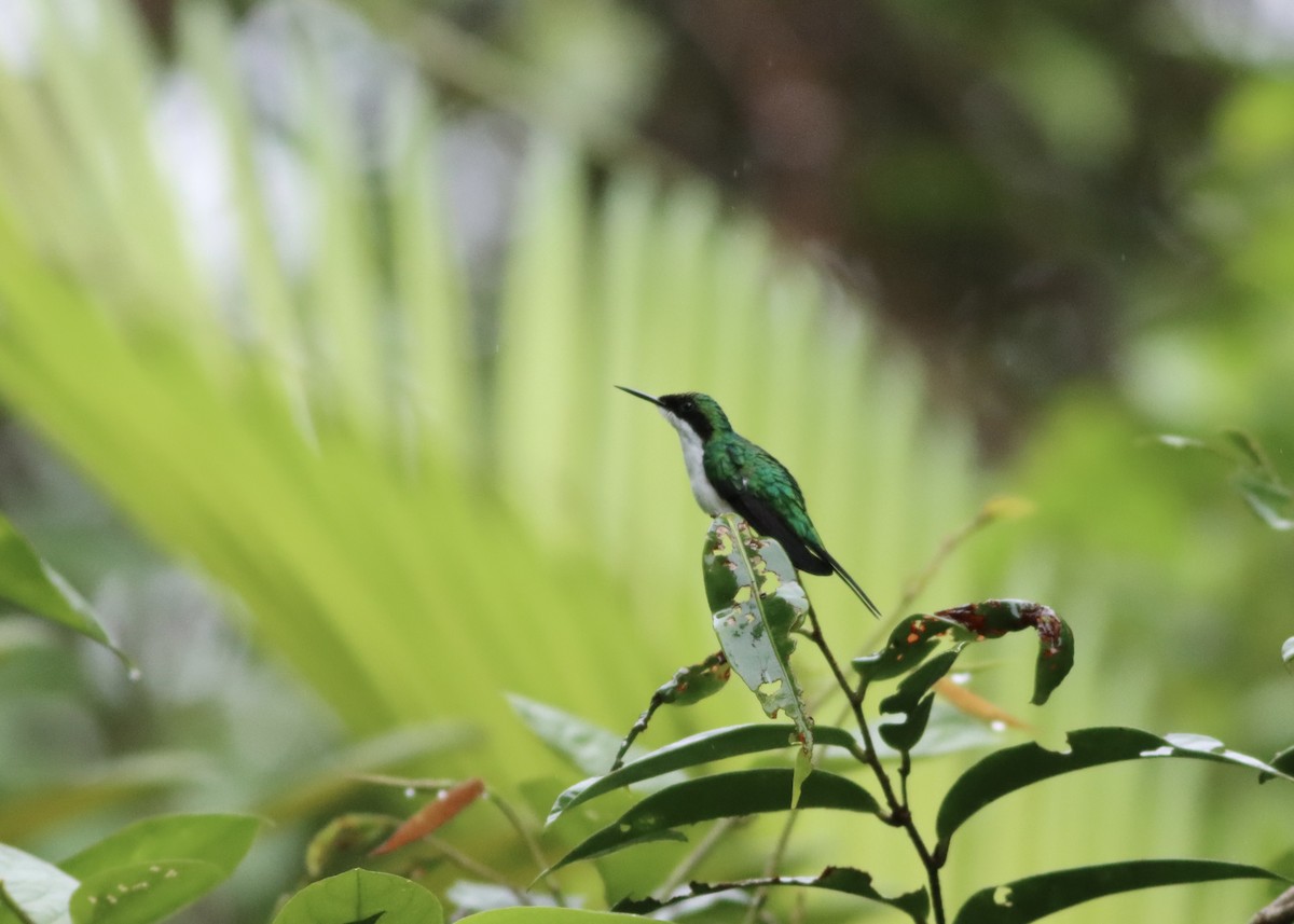 Purple-crowned Fairy - ML646410269