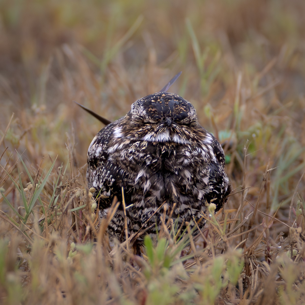 Common Nighthawk - ML646410270