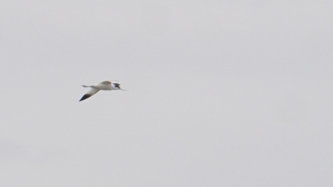 Pied Avocet - ML646410271