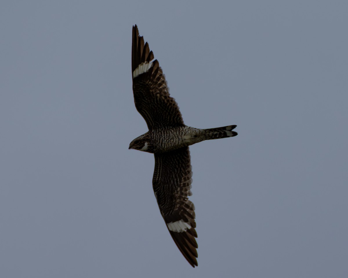 Common Nighthawk - ML646410272