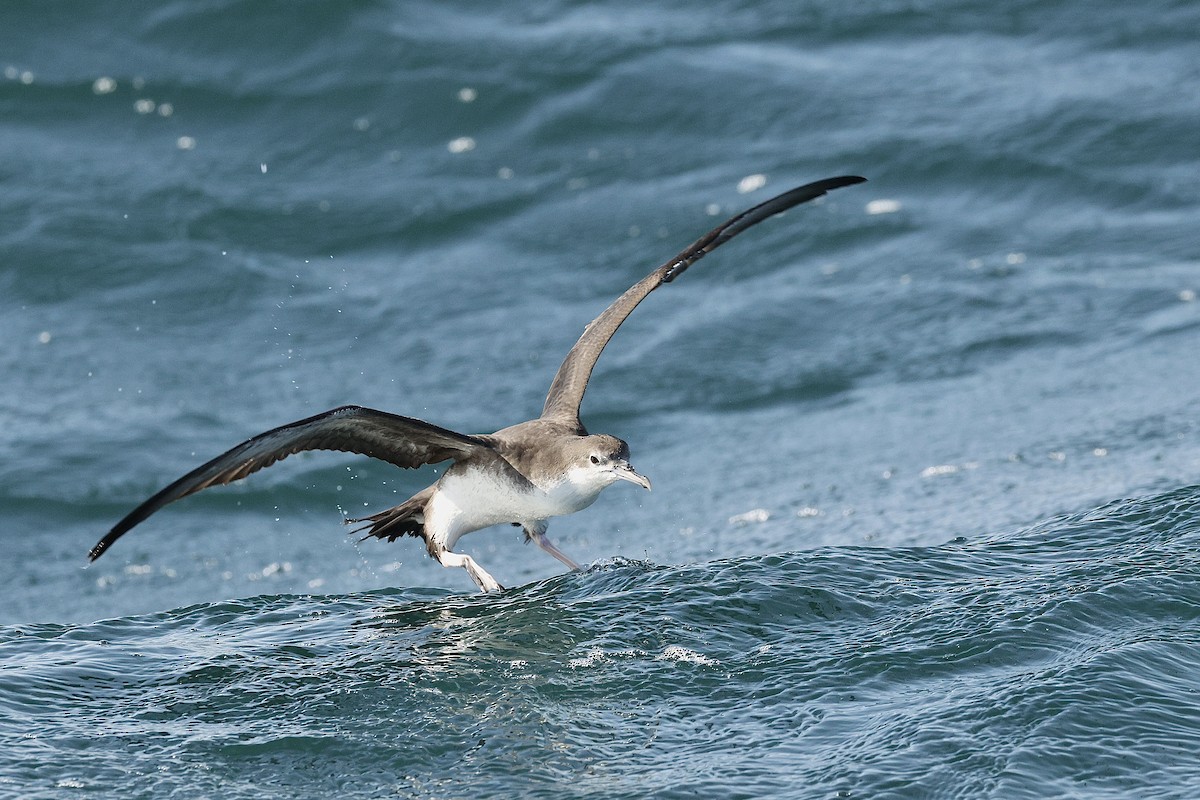 Persian Shearwater - ML646410274