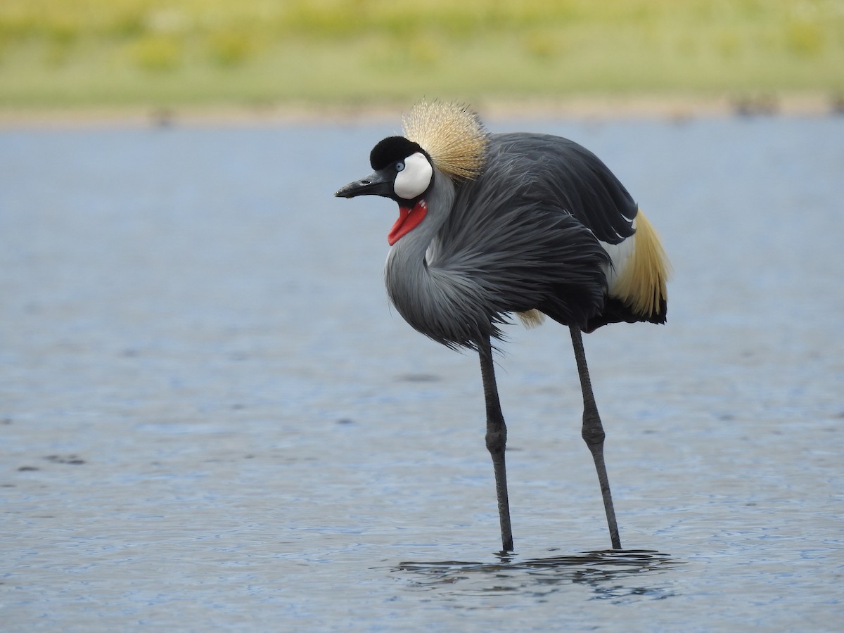Gray Crowned-Crane - ML646410275