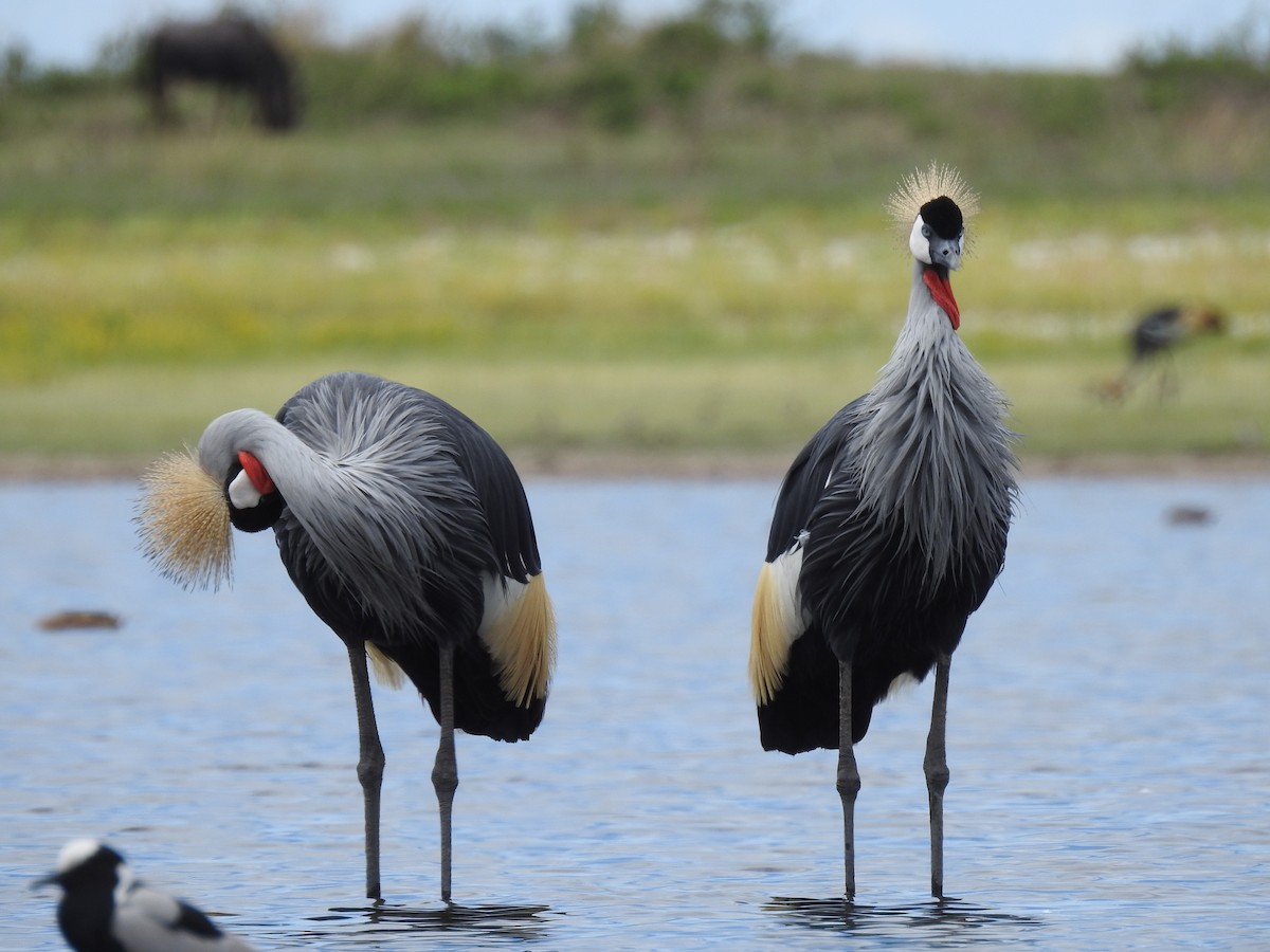 Gray Crowned-Crane - ML646410276