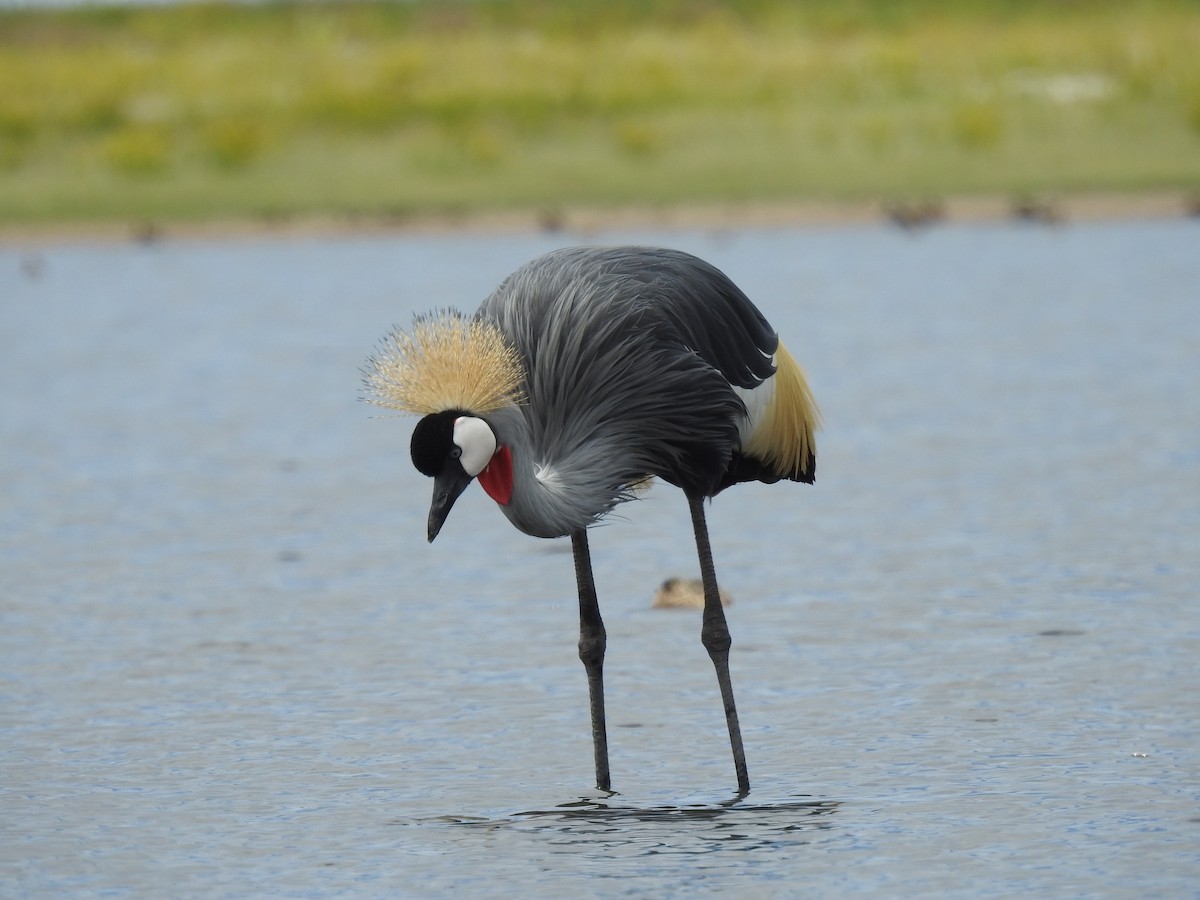 Gray Crowned-Crane - ML646410277