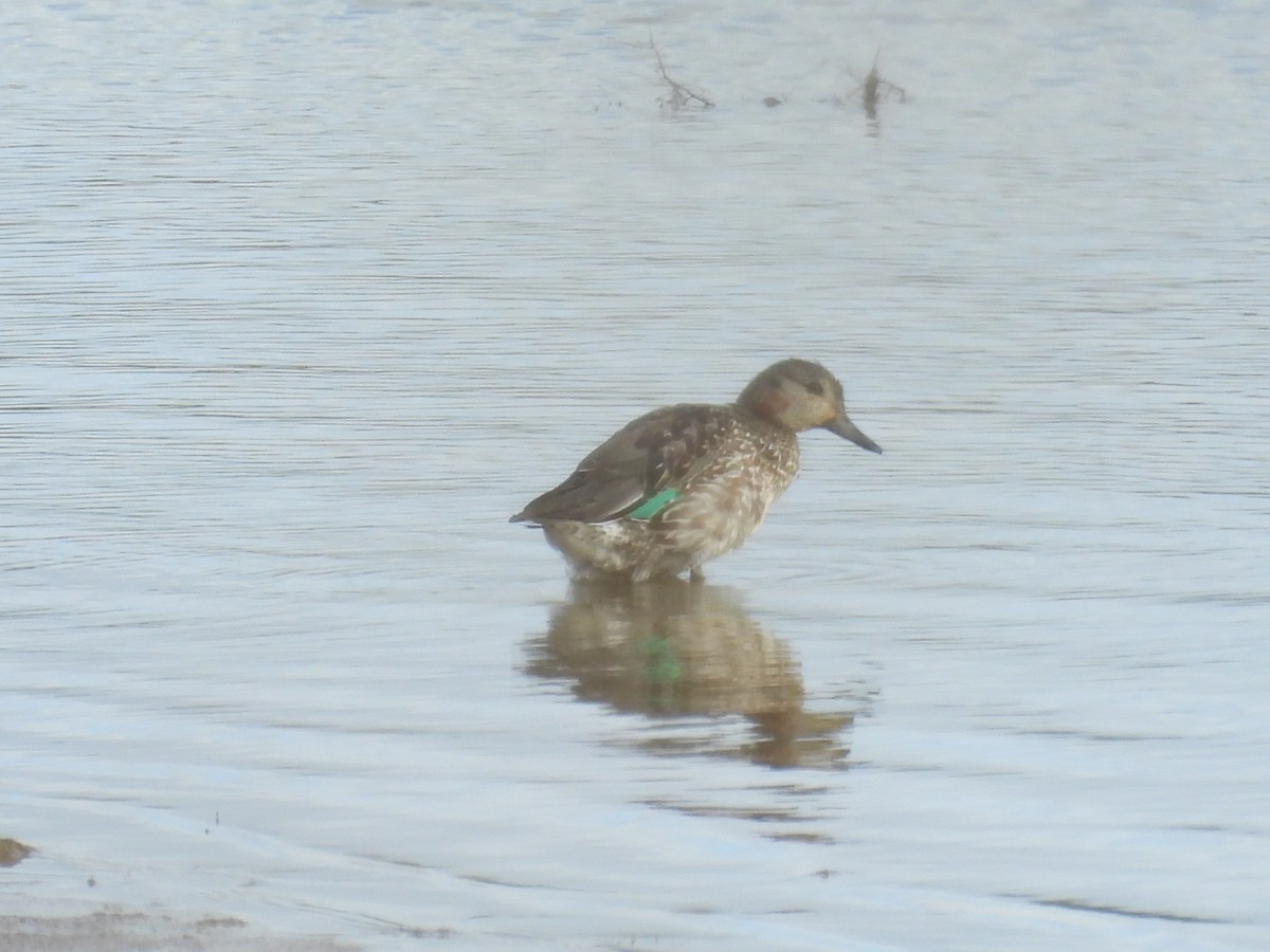 Green-winged Teal - ML646410278