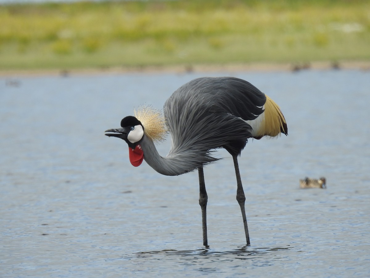 Gray Crowned-Crane - ML646410279