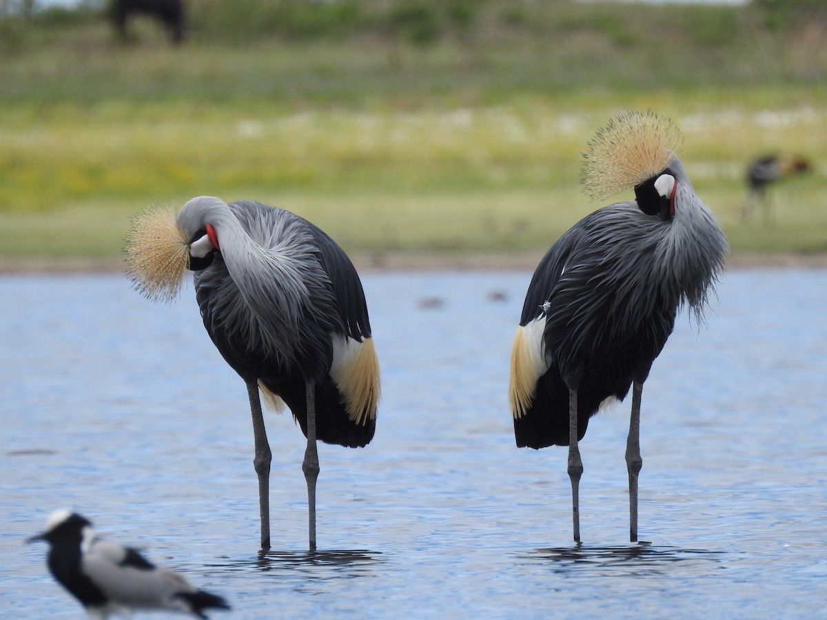 Gray Crowned-Crane - ML646410280