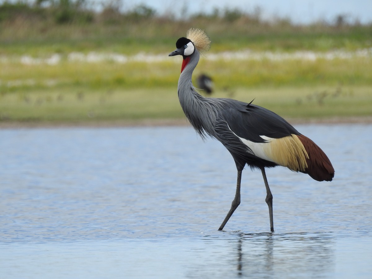 Gray Crowned-Crane - ML646410281