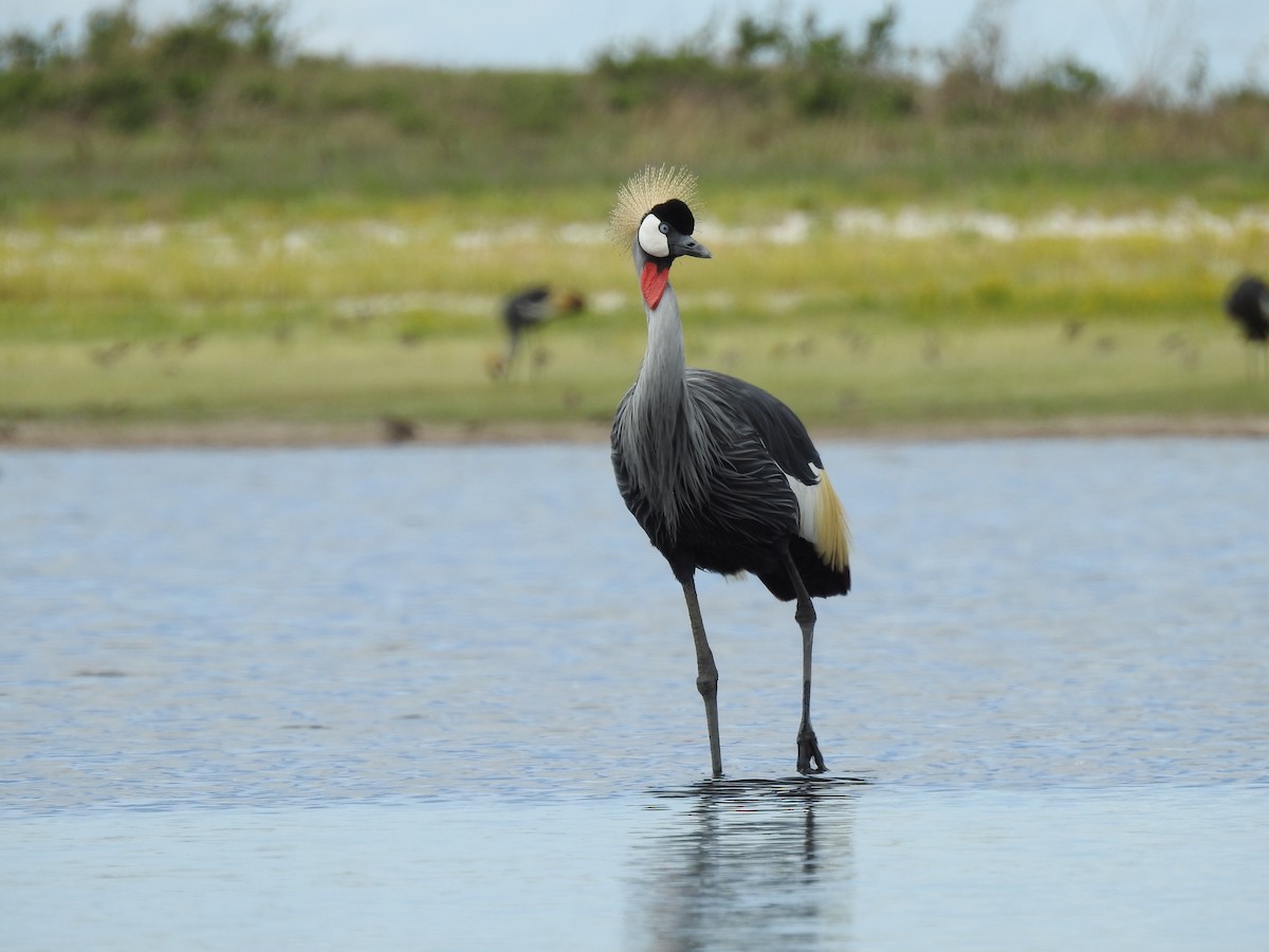Gray Crowned-Crane - ML646410282