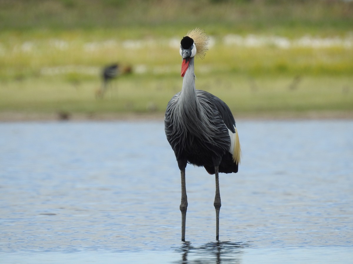 Gray Crowned-Crane - ML646410283