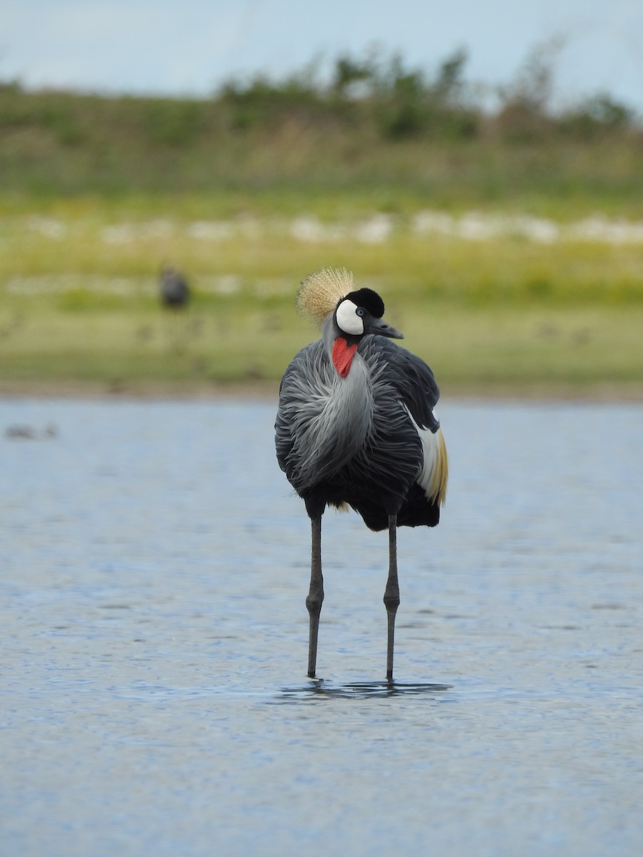 Gray Crowned-Crane - ML646410284
