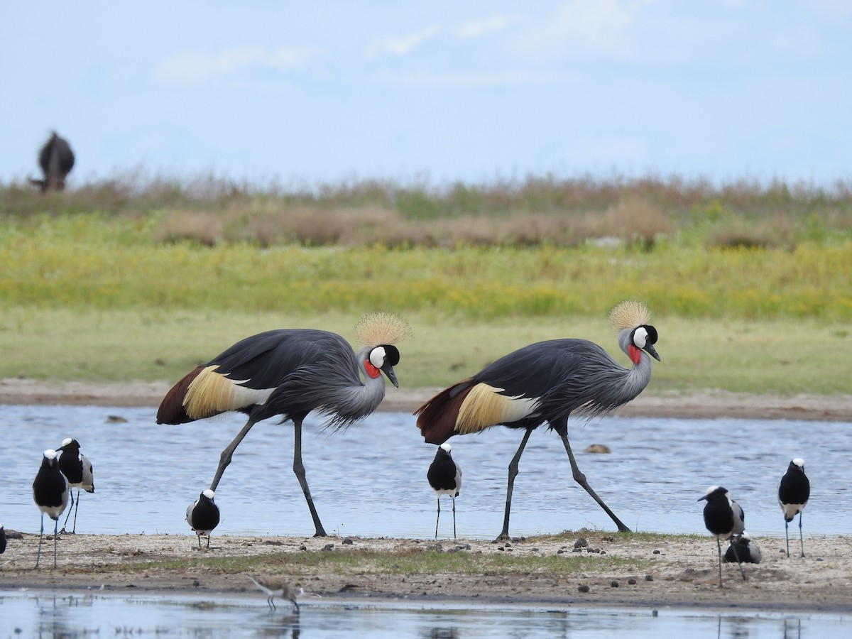 Gray Crowned-Crane - ML646410285