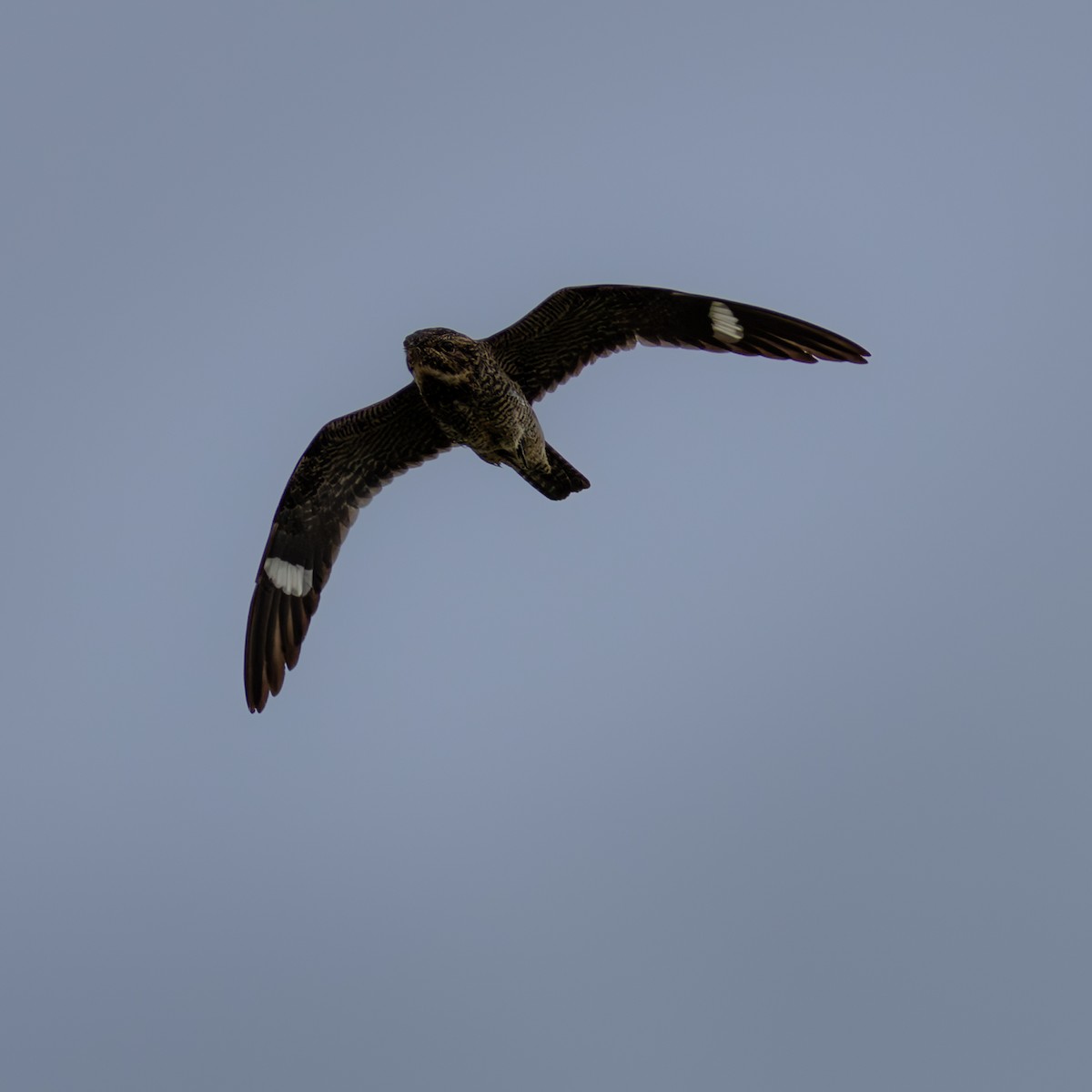 Common Nighthawk - ML646410286