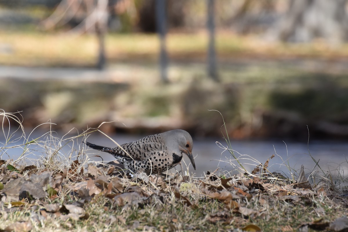 Northern Flicker - ML646410287