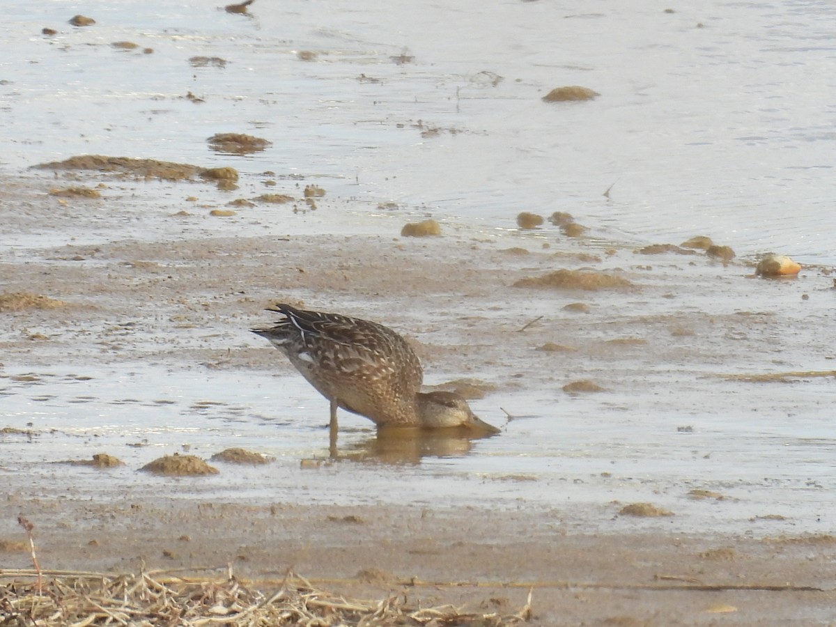 Germano reale - ML646410288