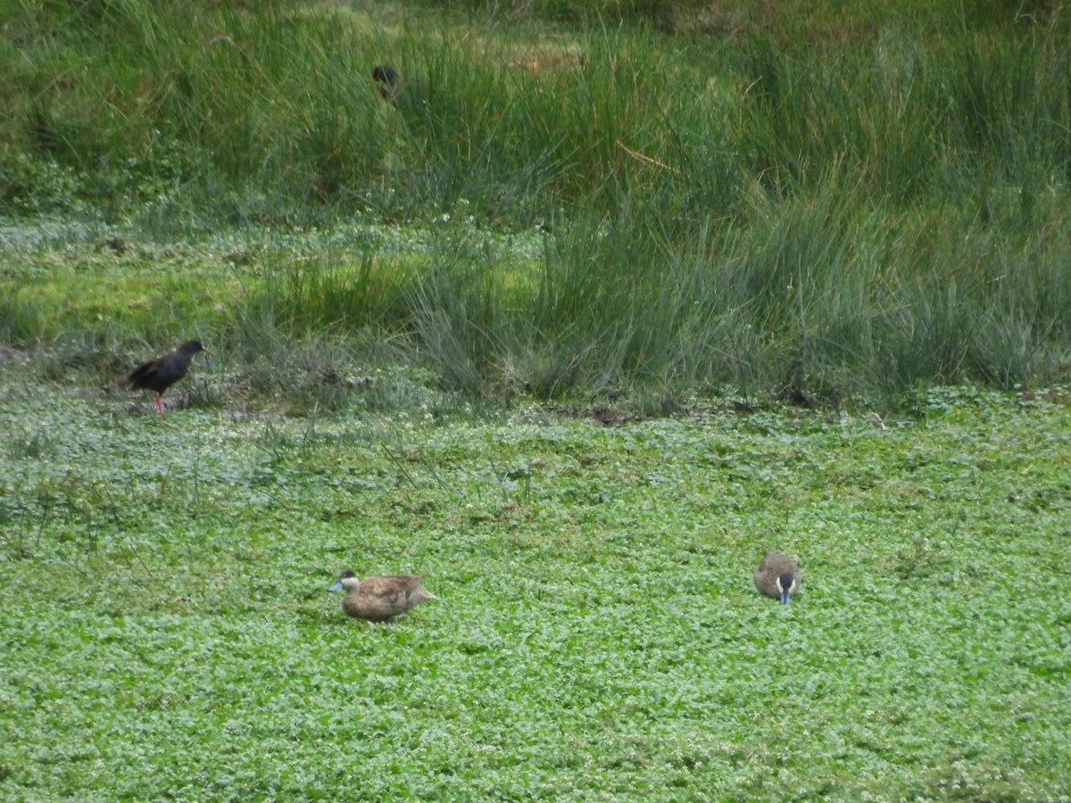 čírka punová - ML646410290