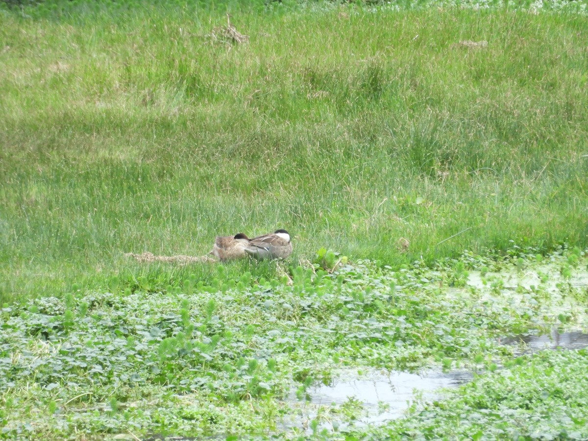 čírka punová - ML646410291