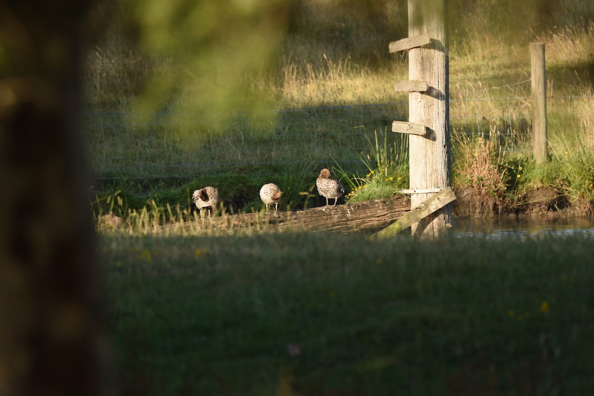 Качка гриваста - ML646410296