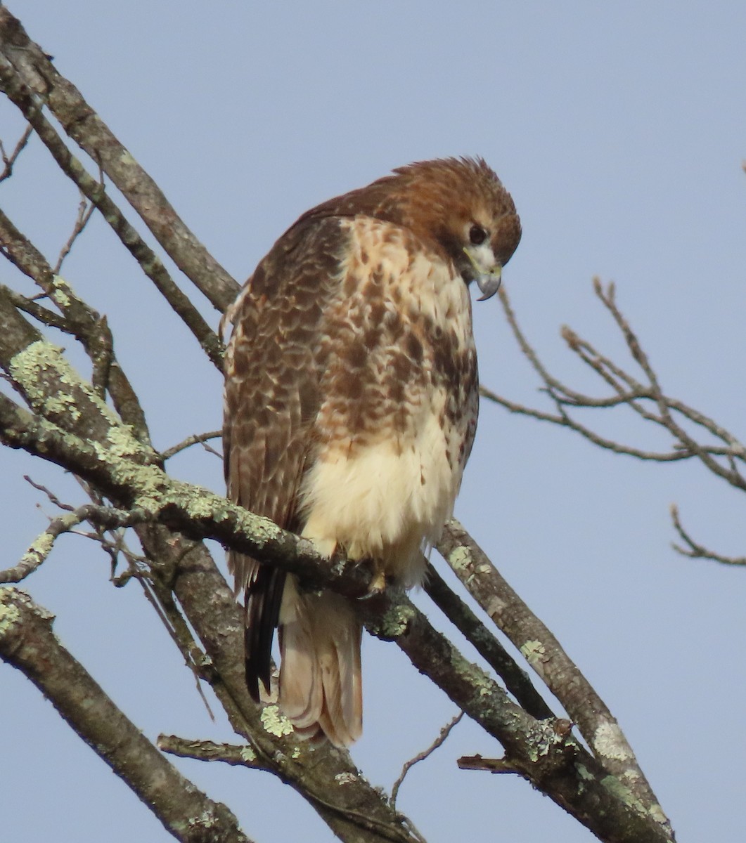 káně rudochvostá - ML646410297