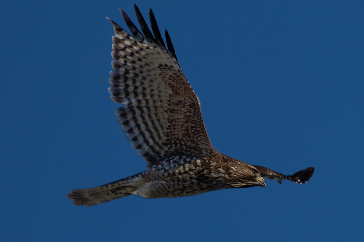 káně páskovaná - ML646410298