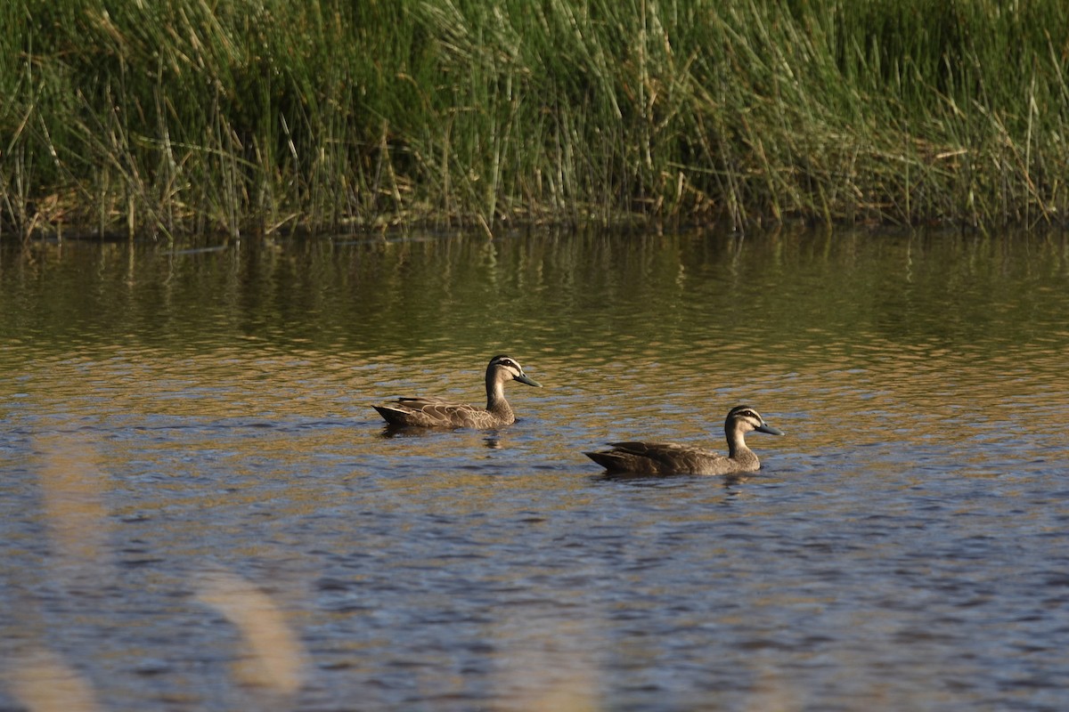 Крижень австралійський - ML646410299