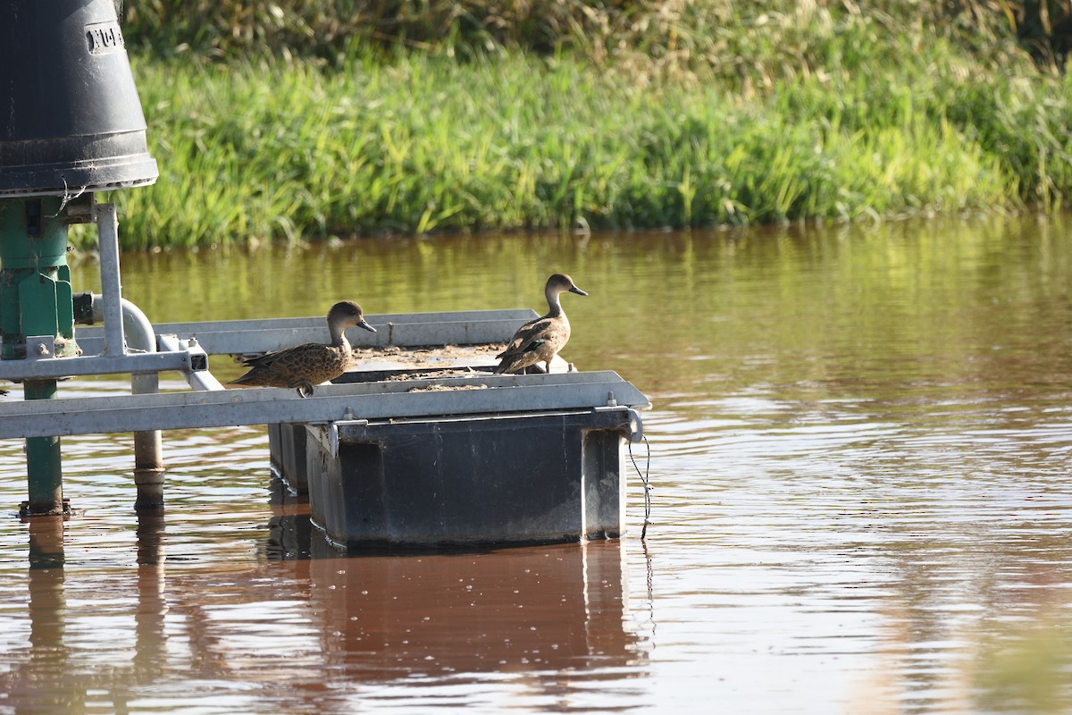 Чирянка світлогорла - ML646410300