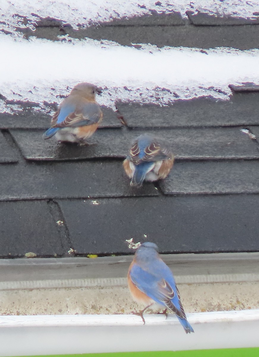 salašník modrý - ML646410302