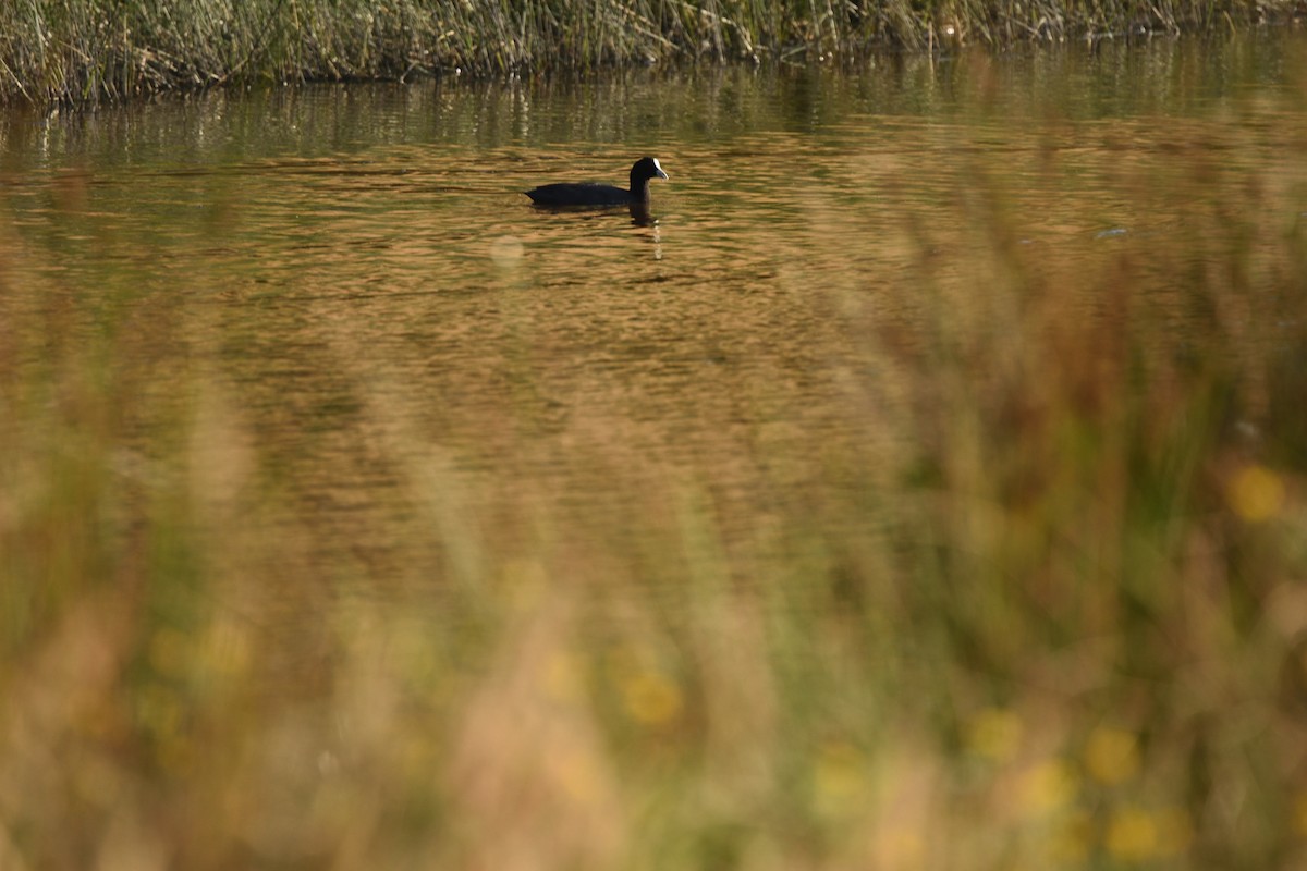 Лиска звичайна - ML646410304