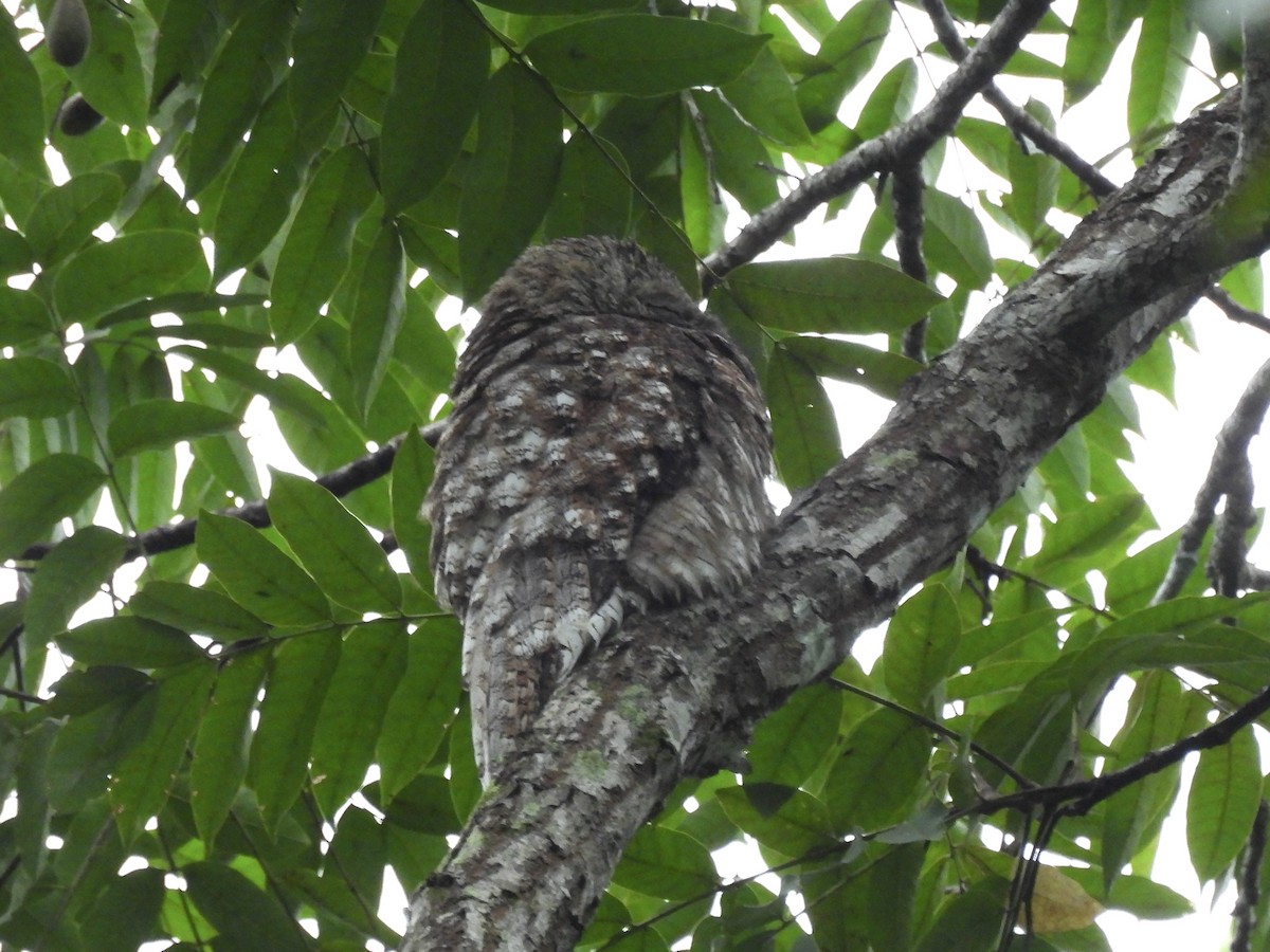 Great Potoo - ML646410305