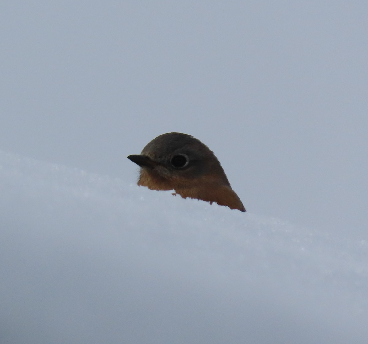 salašník modrý - ML646410306