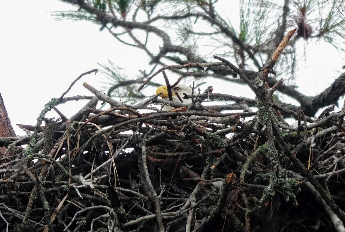 Ak Başlı Kartal - ML646410308