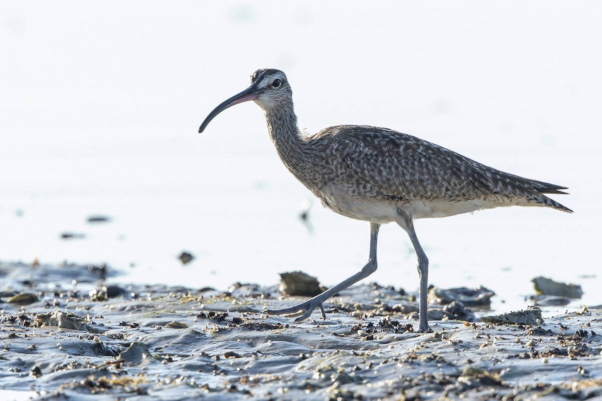 美洲中杓鷸 - ML646410309