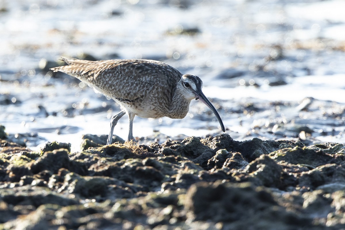美洲中杓鷸 - ML646410310