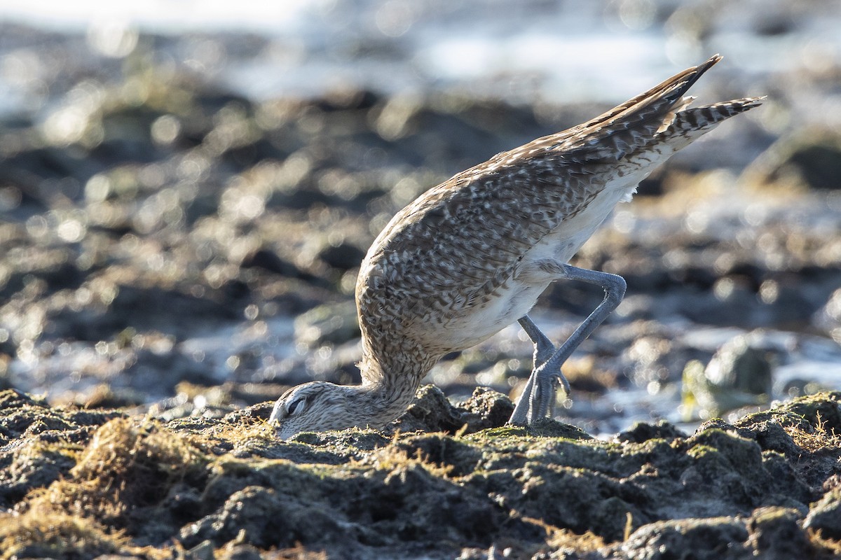 Courlis hudsonien - ML646410311