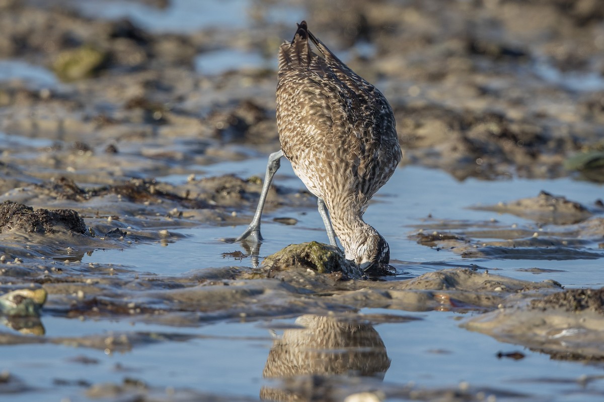 Courlis hudsonien - ML646410312