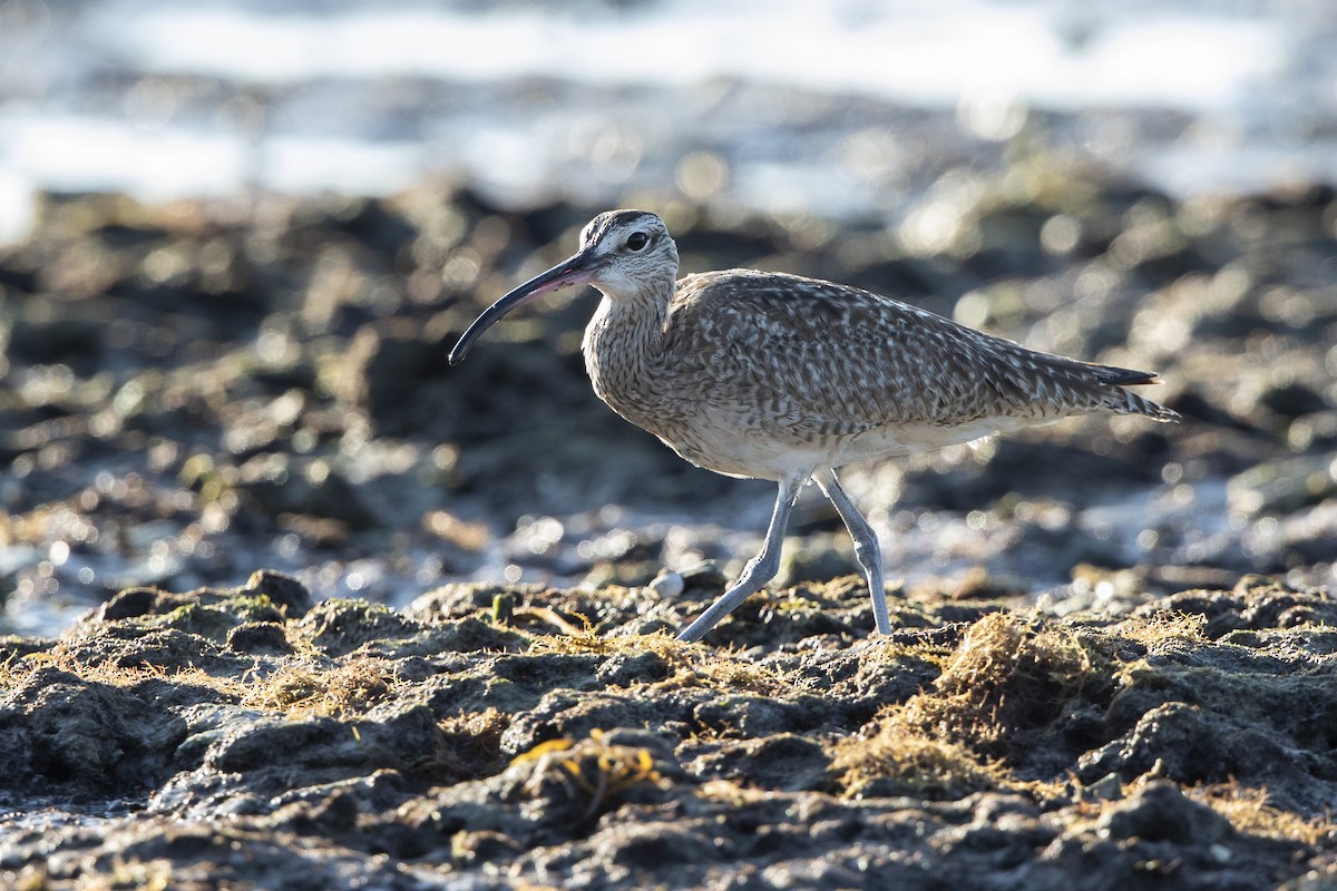 Courlis hudsonien - ML646410313