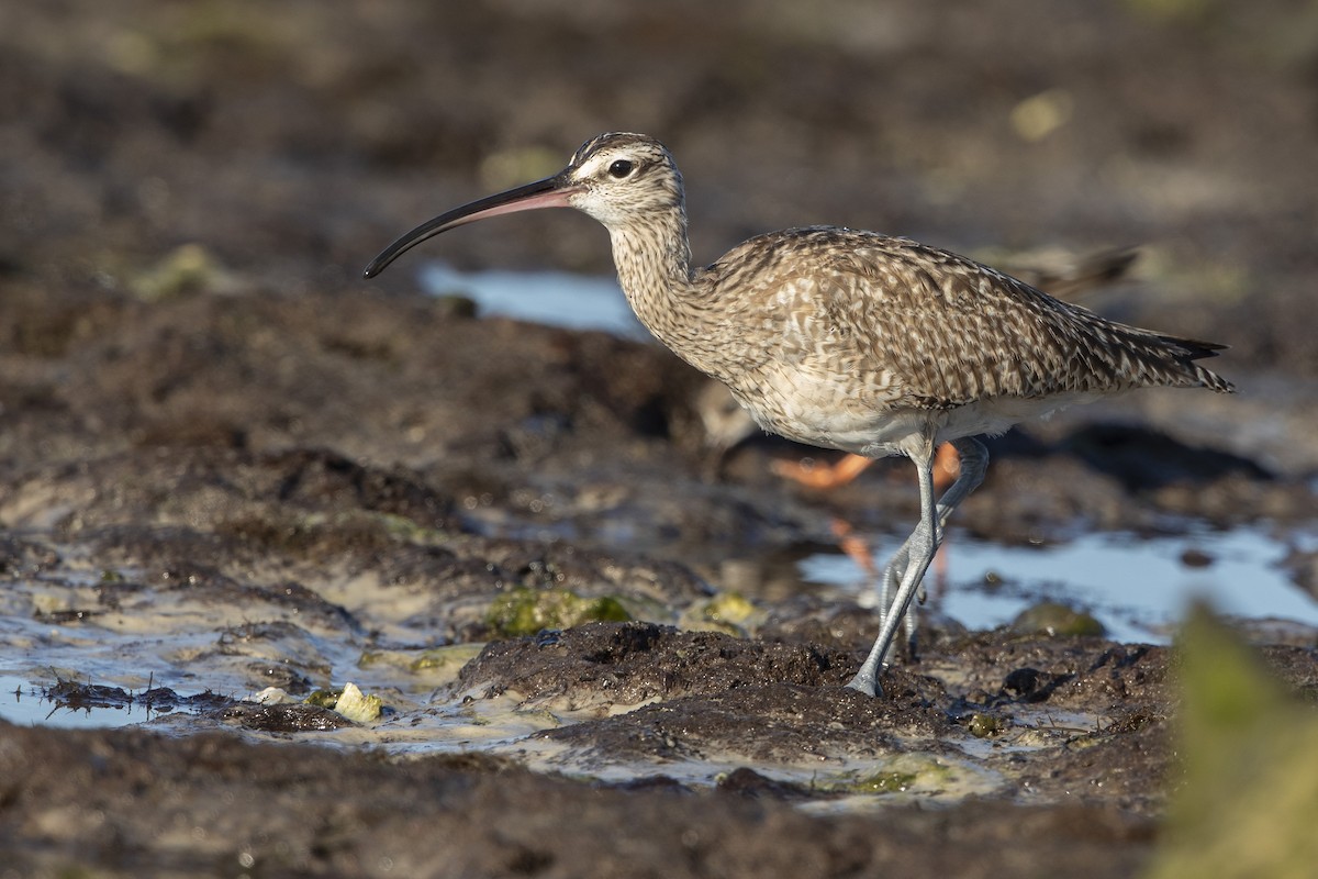 Courlis hudsonien - ML646410314