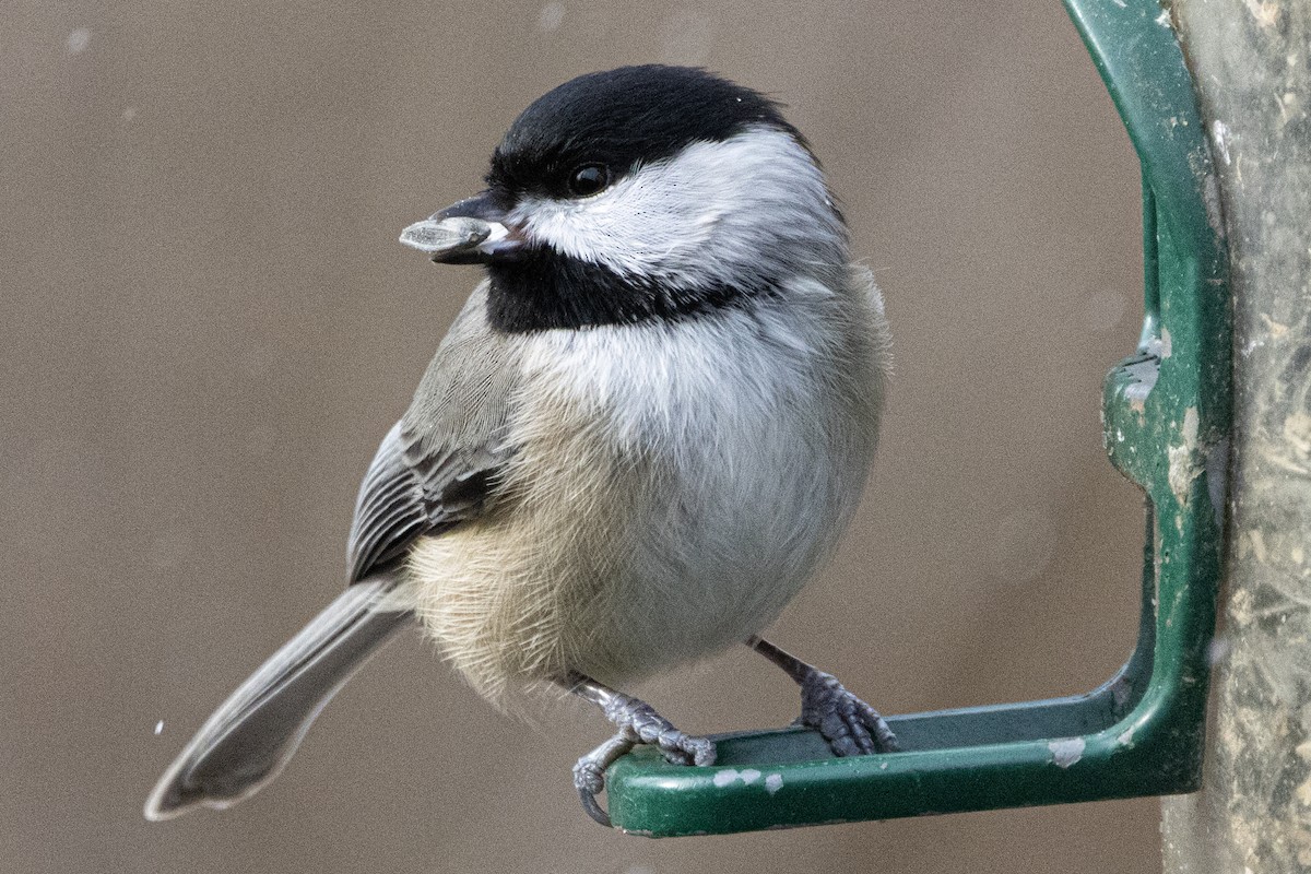 Mésange de Caroline - ML646410315