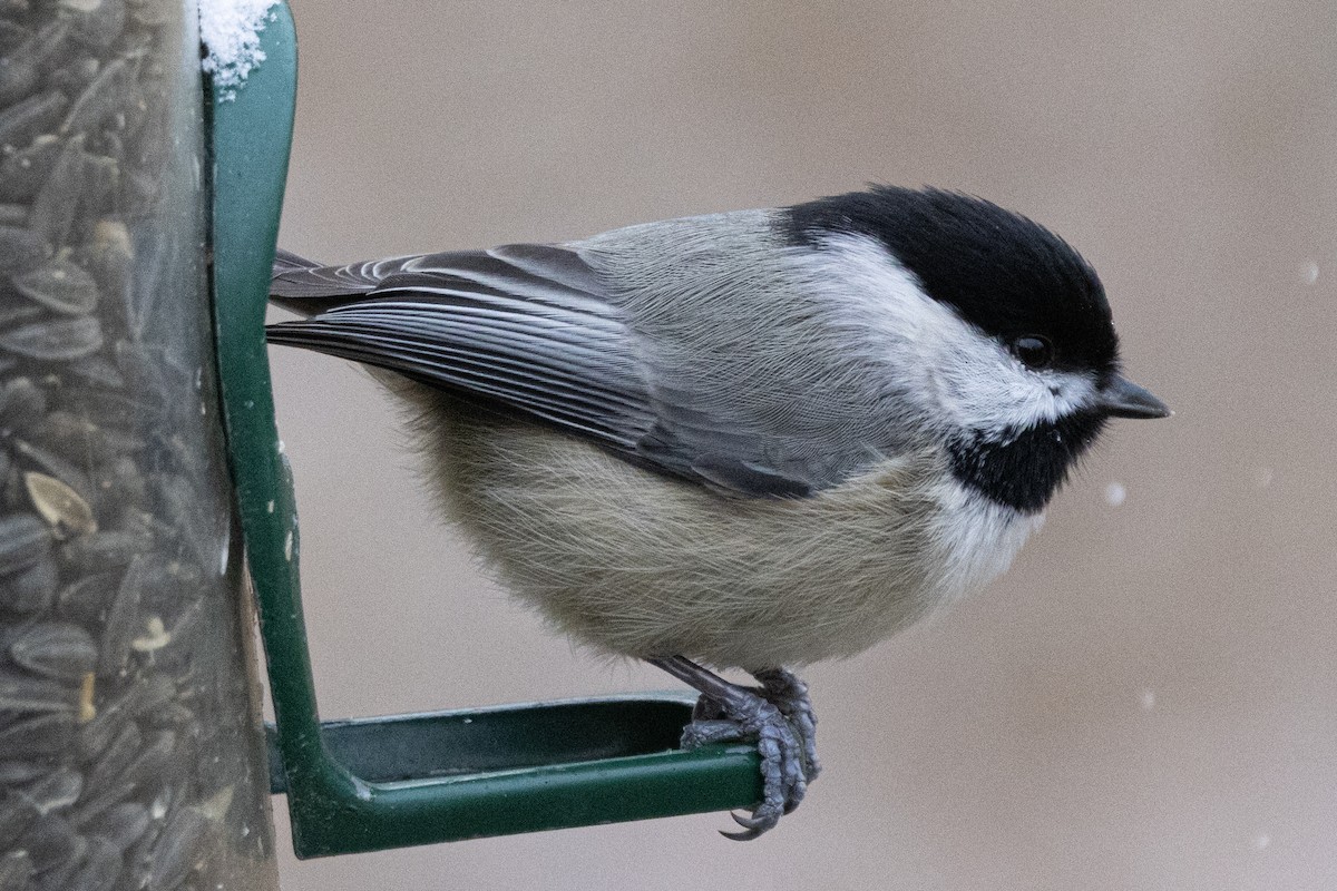 Mésange de Caroline - ML646410316