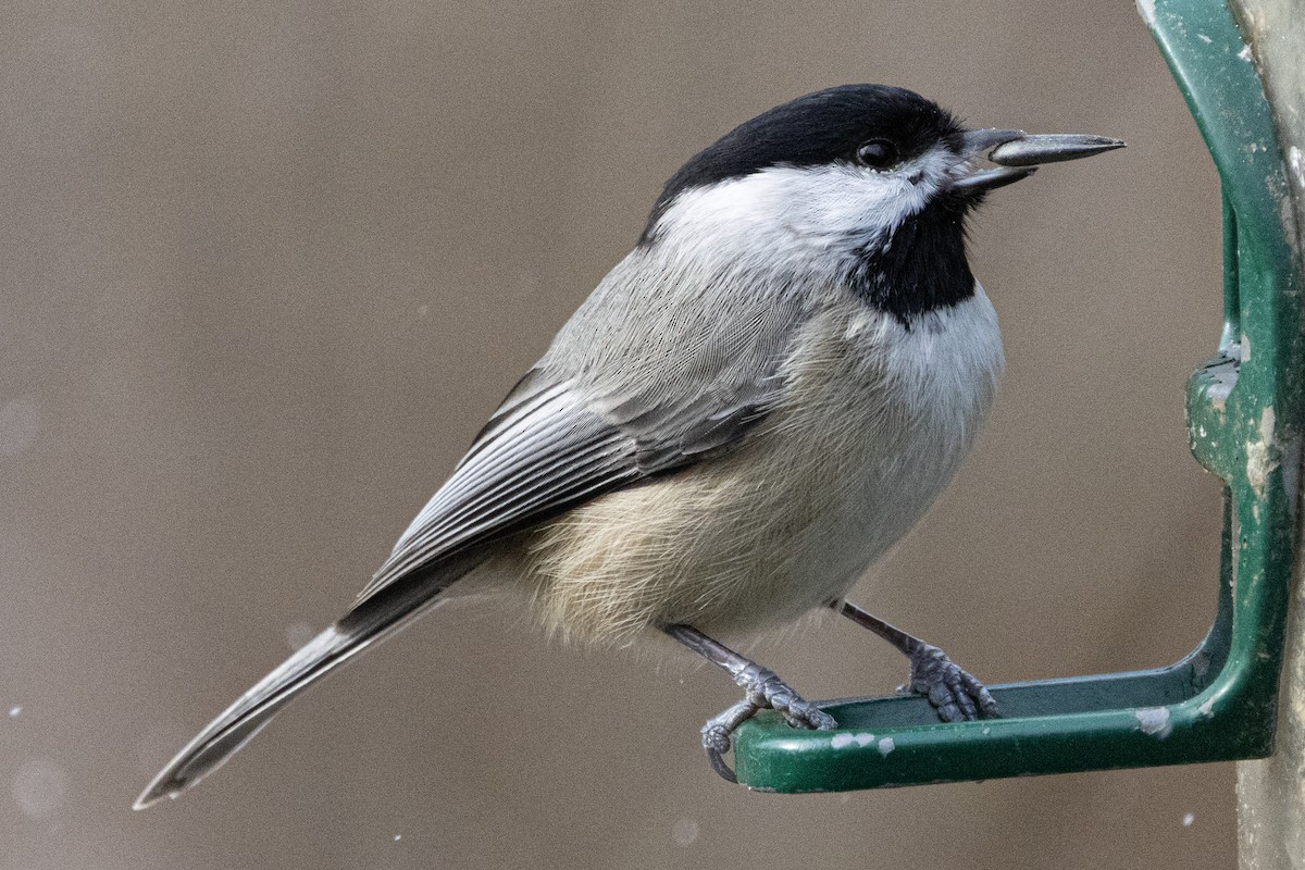 Mésange de Caroline - ML646410317