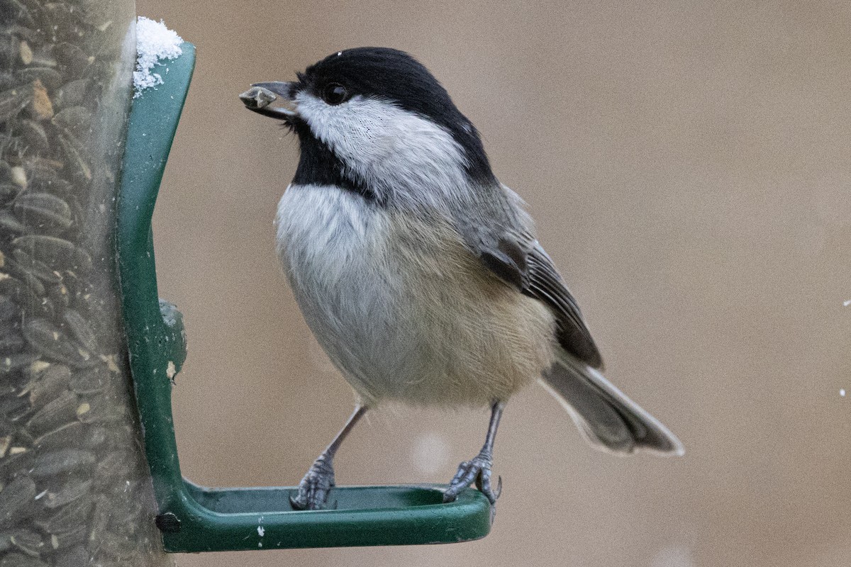 Mésange de Caroline - ML646410318
