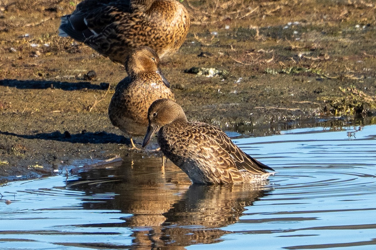 sarcelle sp. - ML646410319