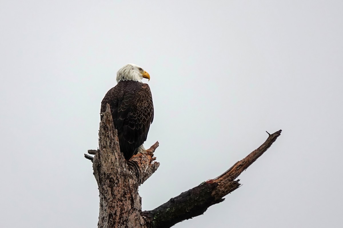 Pygargue à tête blanche - ML646410320