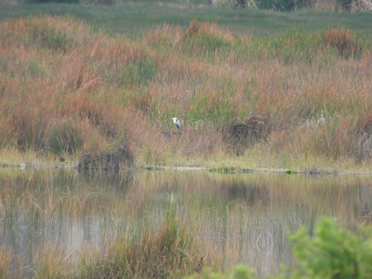 Héron cocoi - ML646410321