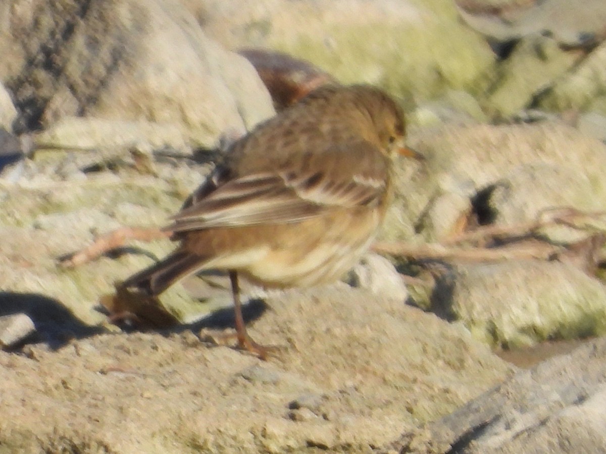 Pipit d'Amérique - ML646410322