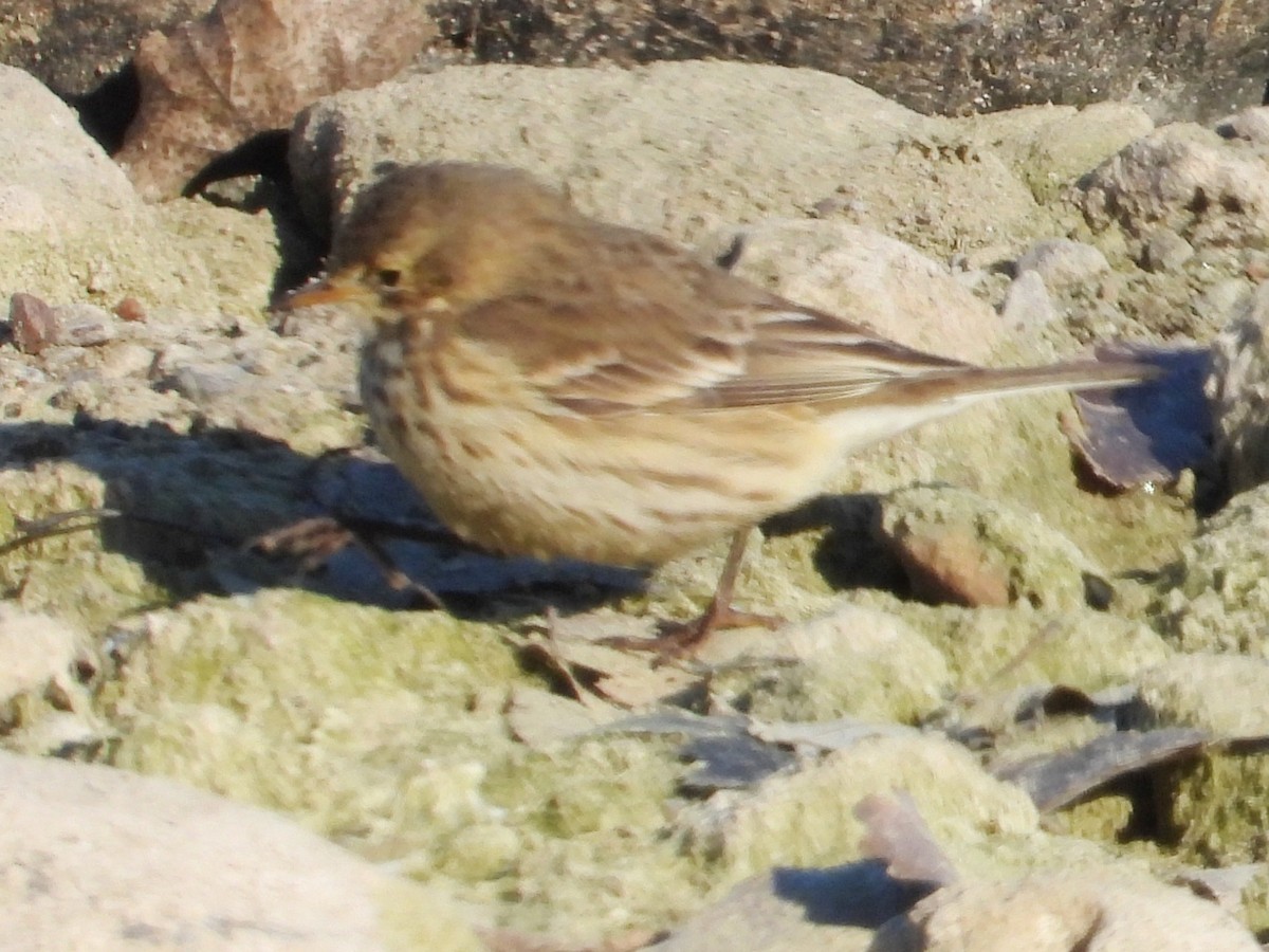 Pipit d'Amérique - ML646410323